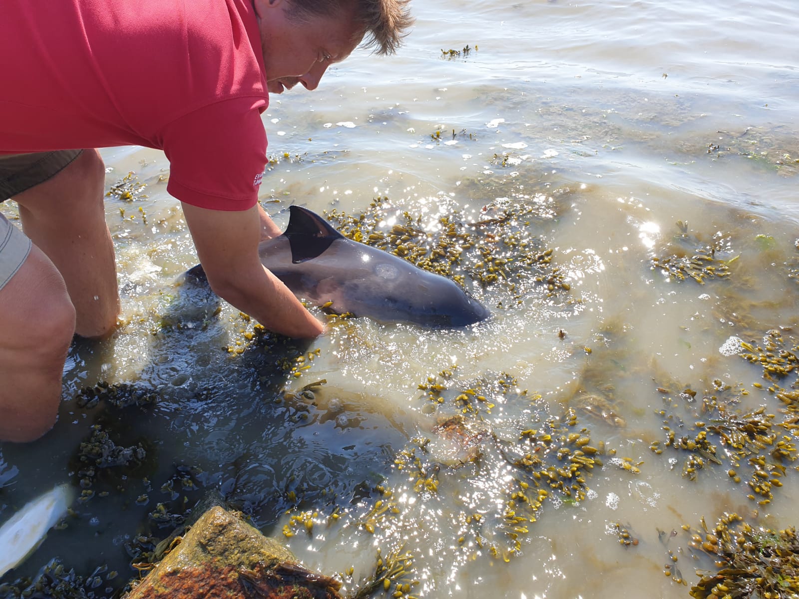 Bruinviskalf in nood op Terschelling