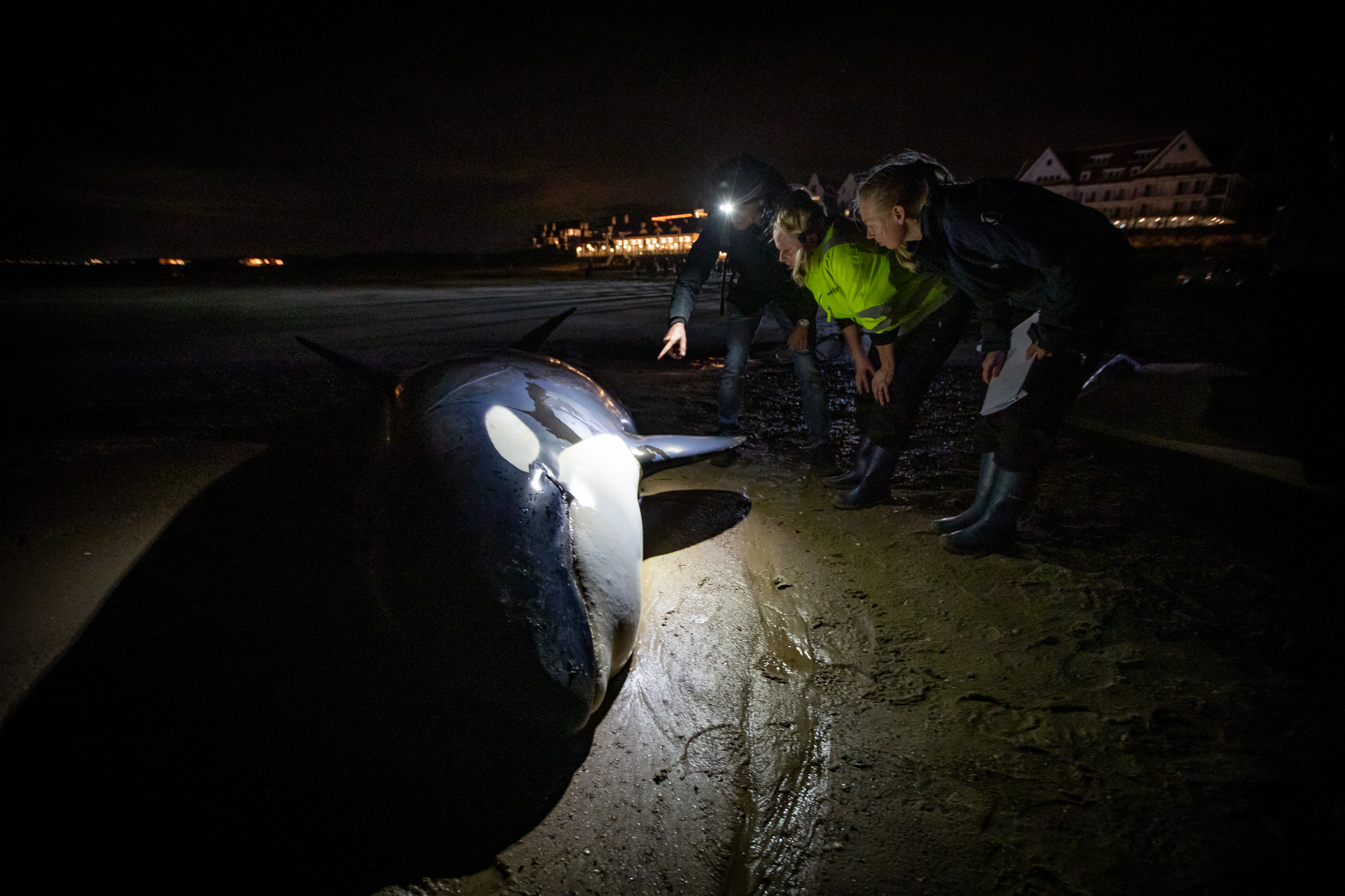 Orka stranding Cadzand