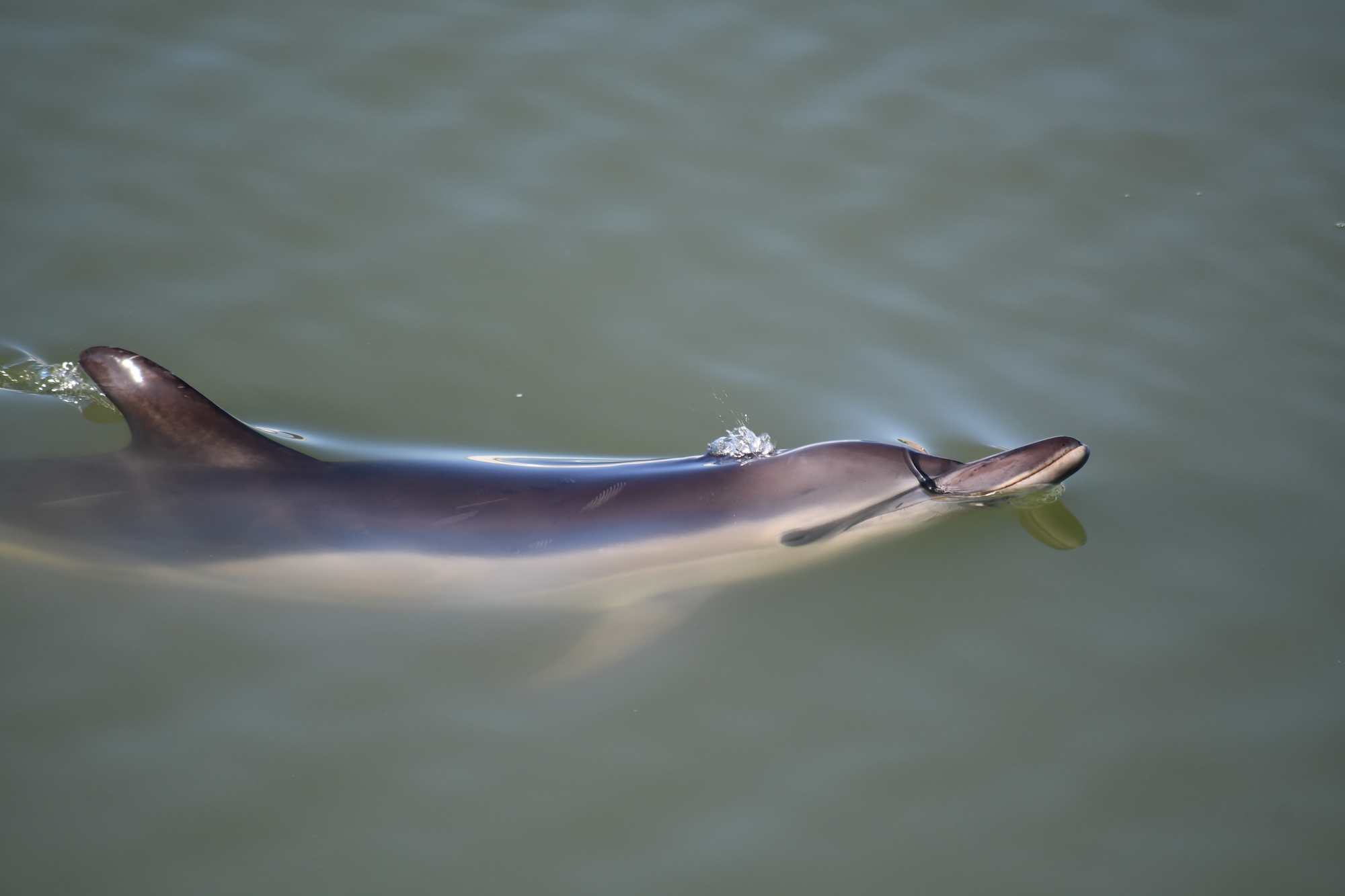 Gewone dolfijn in Waddenzee gezien