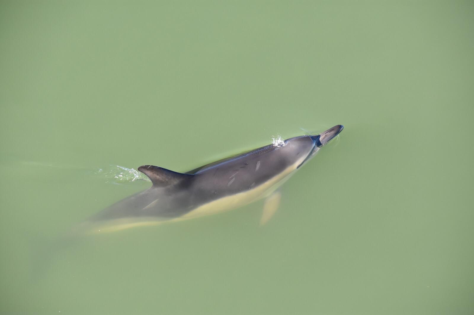 Update gewone dolfijn Harlingen