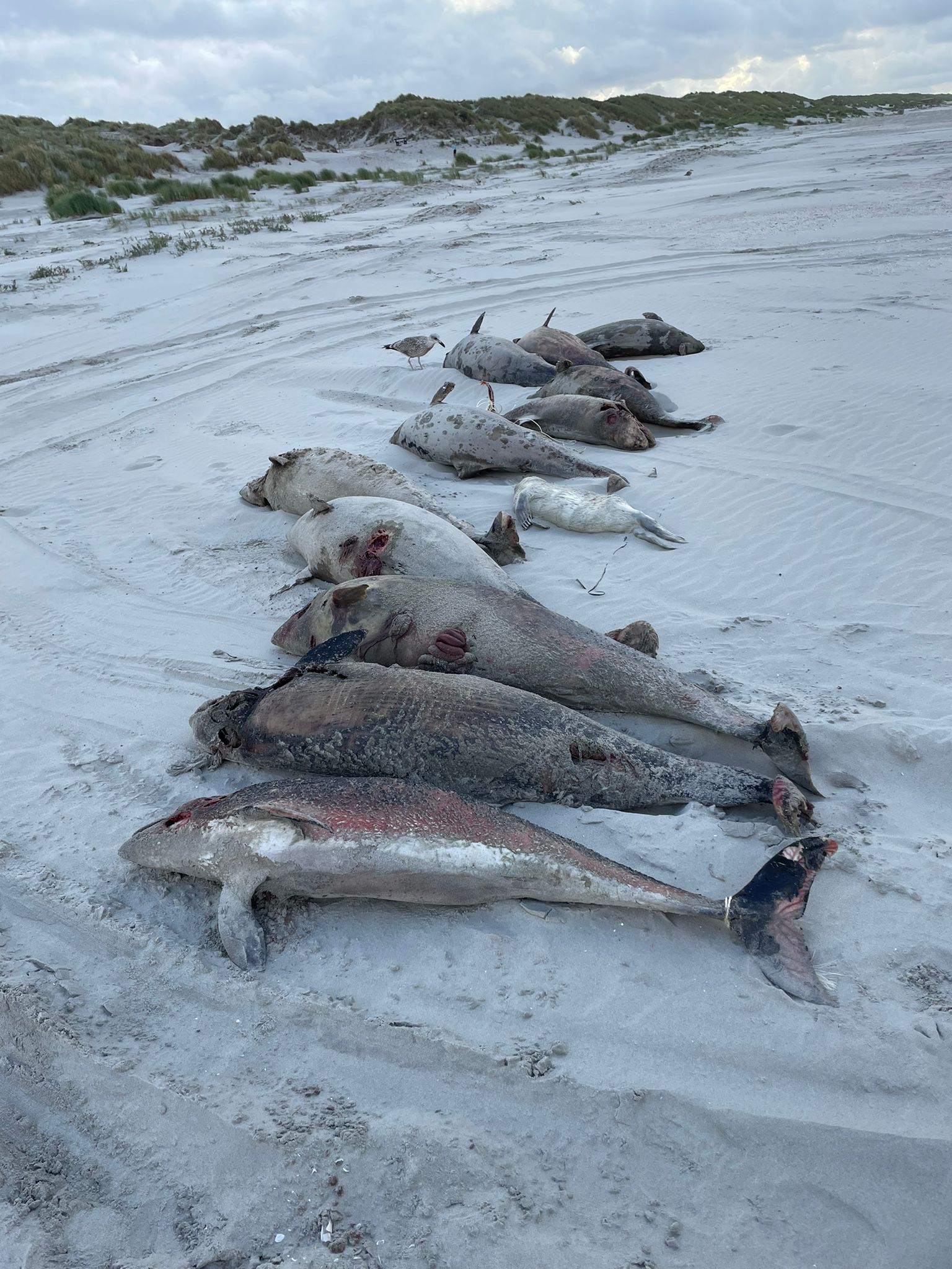 Waddeneilanden pieken in bruinvisstrandingen