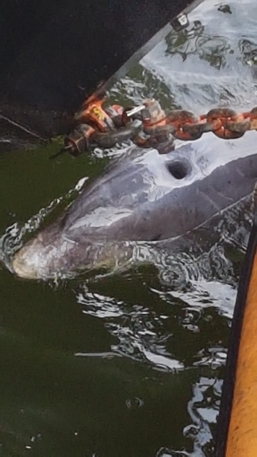 Tuimelaar dolfijn in Amsterdamse haven