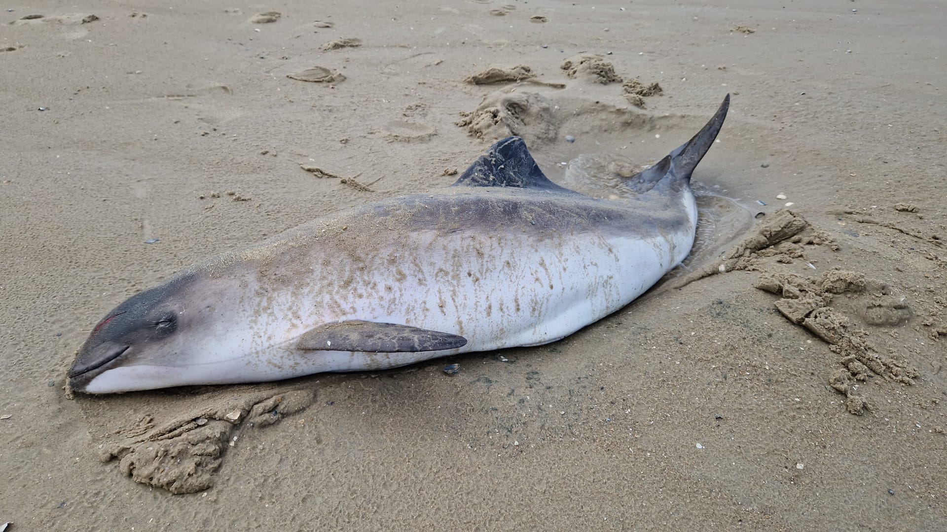 Bruinvisstranding Slufter Texel