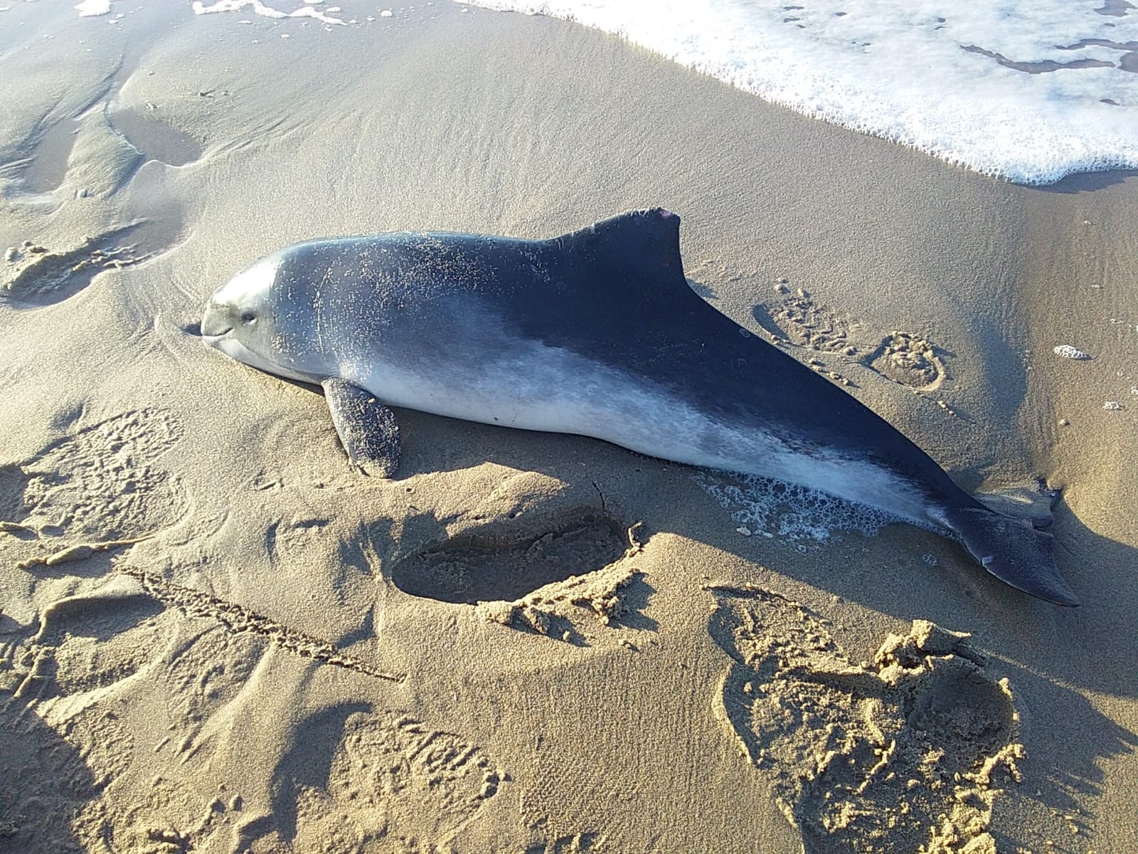 Opnieuw bruinvis stranding, nu bij Den Haag