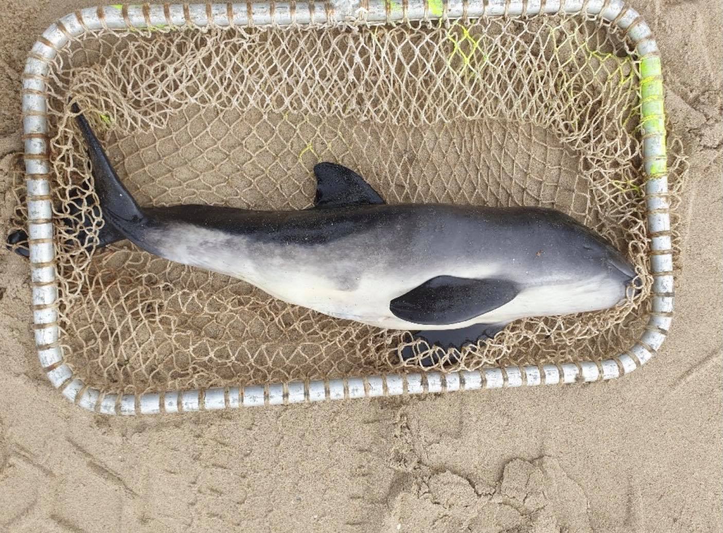 Gestrand bruinviskalf Banjaard strand