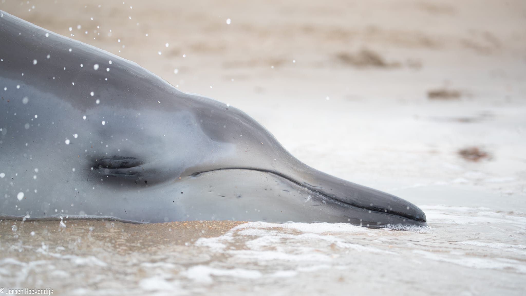 beaked whale