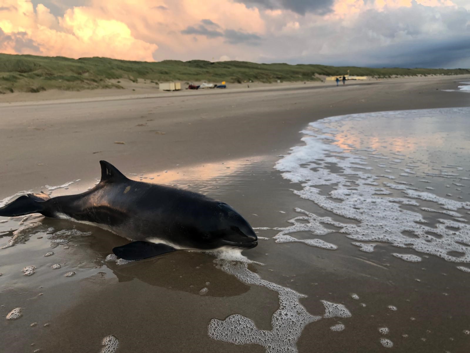 Dodental bruinvissen op Noordzeekusten stijgt