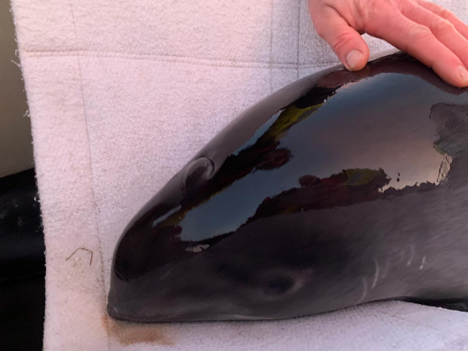 Op Texel gestrande bruinvis met KNRM naar zee geholpen