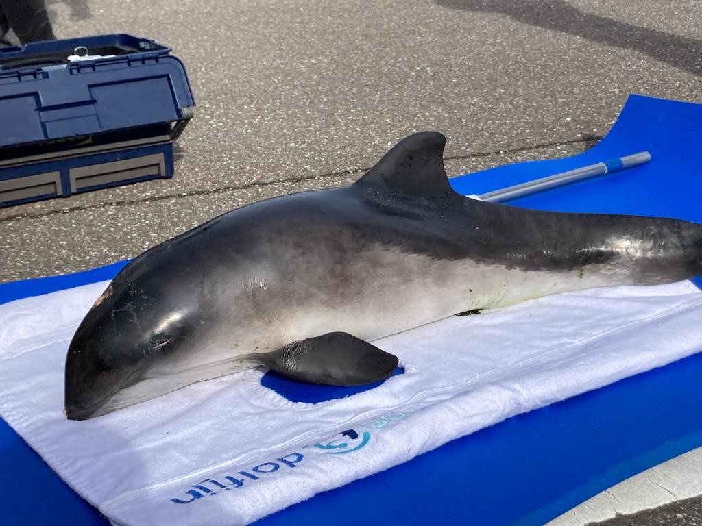 Bruinvis aangetroffen bij Ouddorp