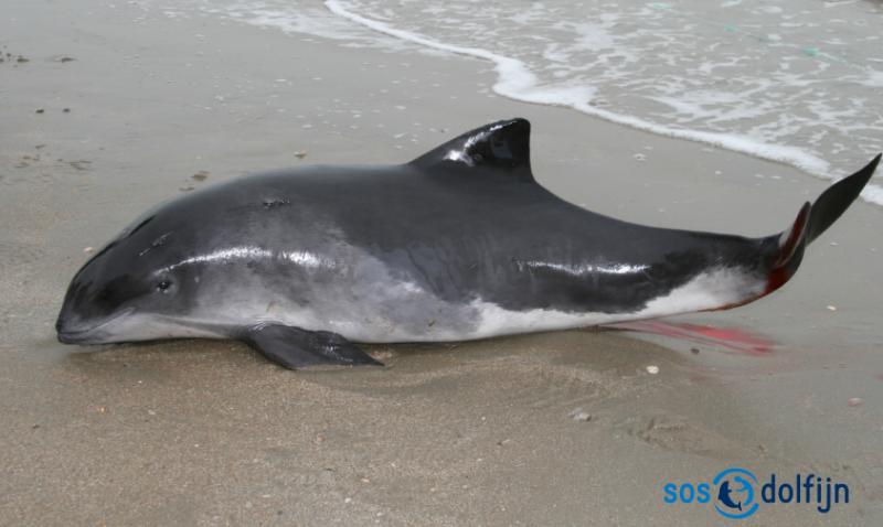 bruinvis keesje strand