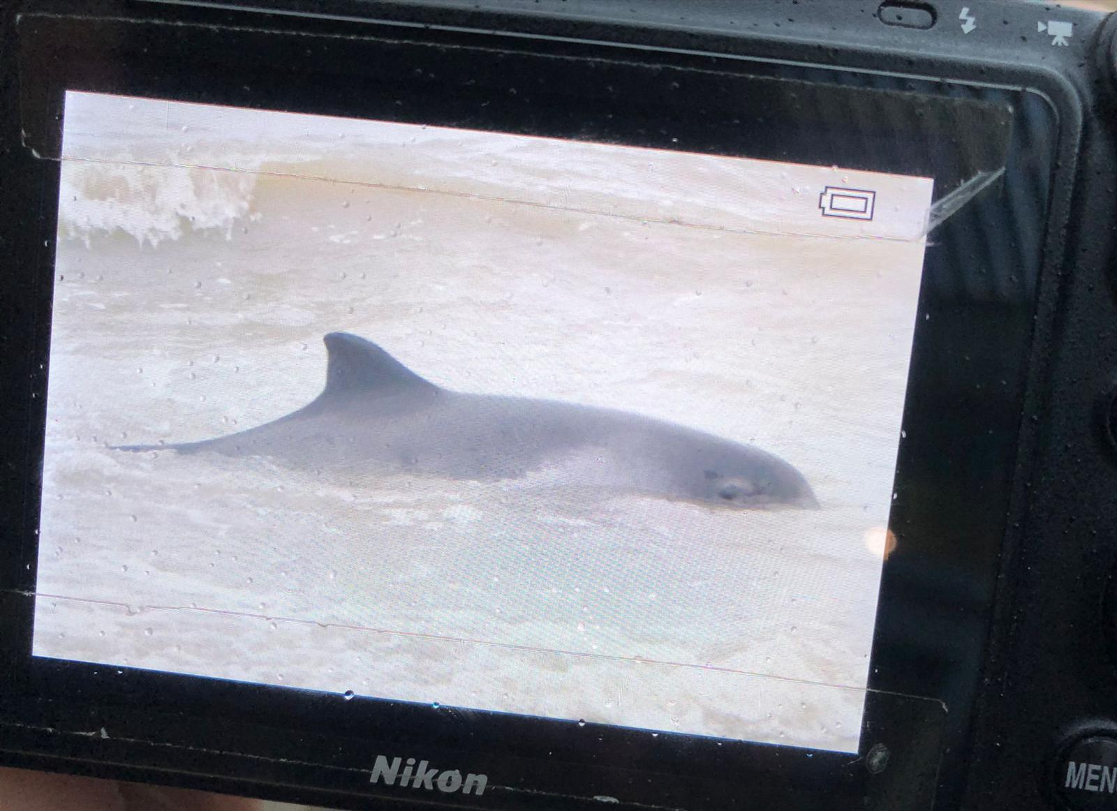 Gestrande bruinvis bij IJmuiden