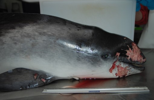 Gestrande bruinvis Wijk aan Zee door vinder gedood