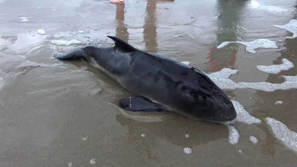 Neonaat stranding Wijk aan Zee