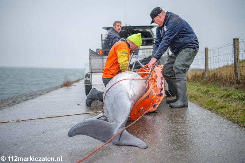 Tuimelaar dolfijn Oosterschelde dood aangetroffen