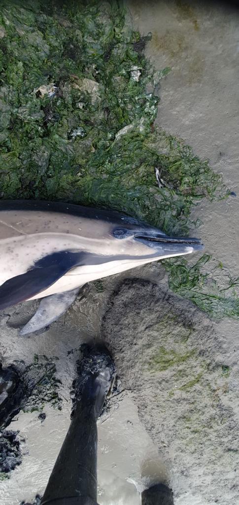 Dode dolfijn bij Balgzand aangetroffen