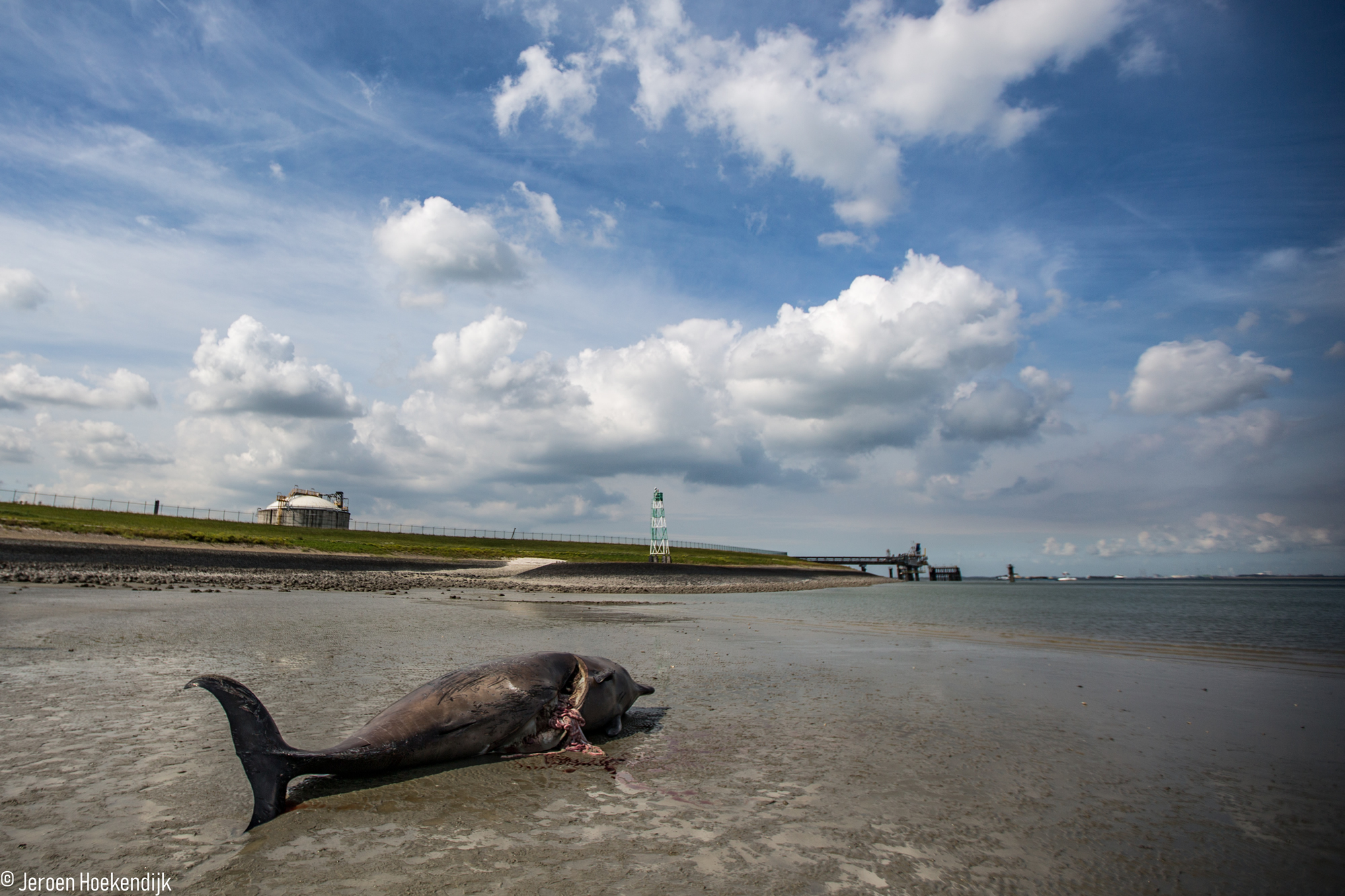 Dode butskop aangetroffen bij Terneuzen