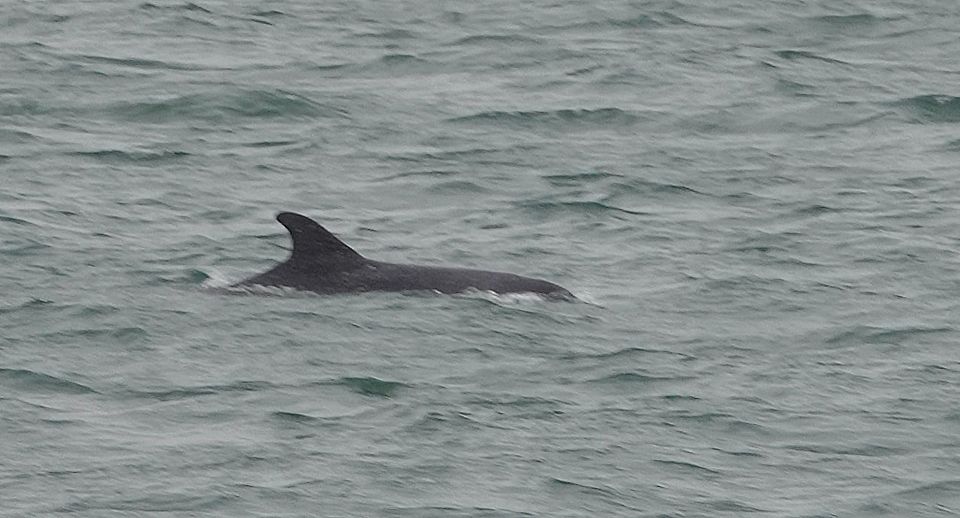 Tuimelaar dolfijn verdwaalt in Oosterschelde