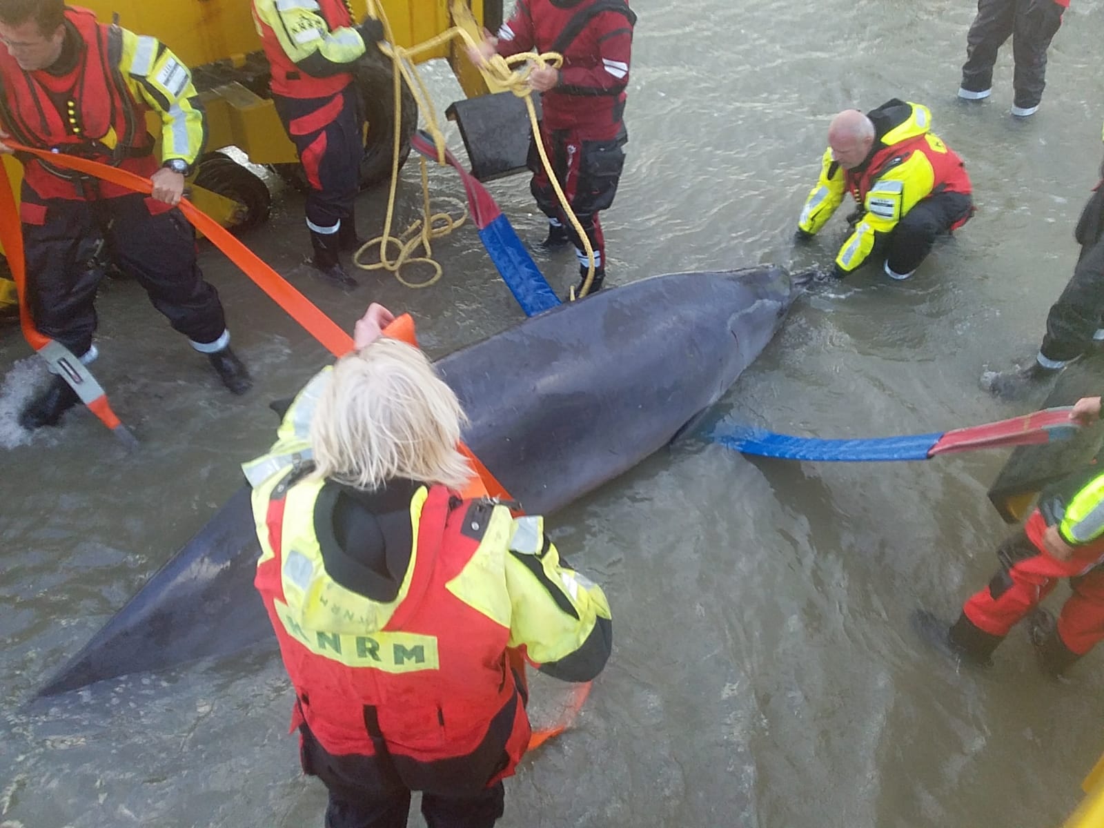 Stranding twee spitssnuitdolfijnen