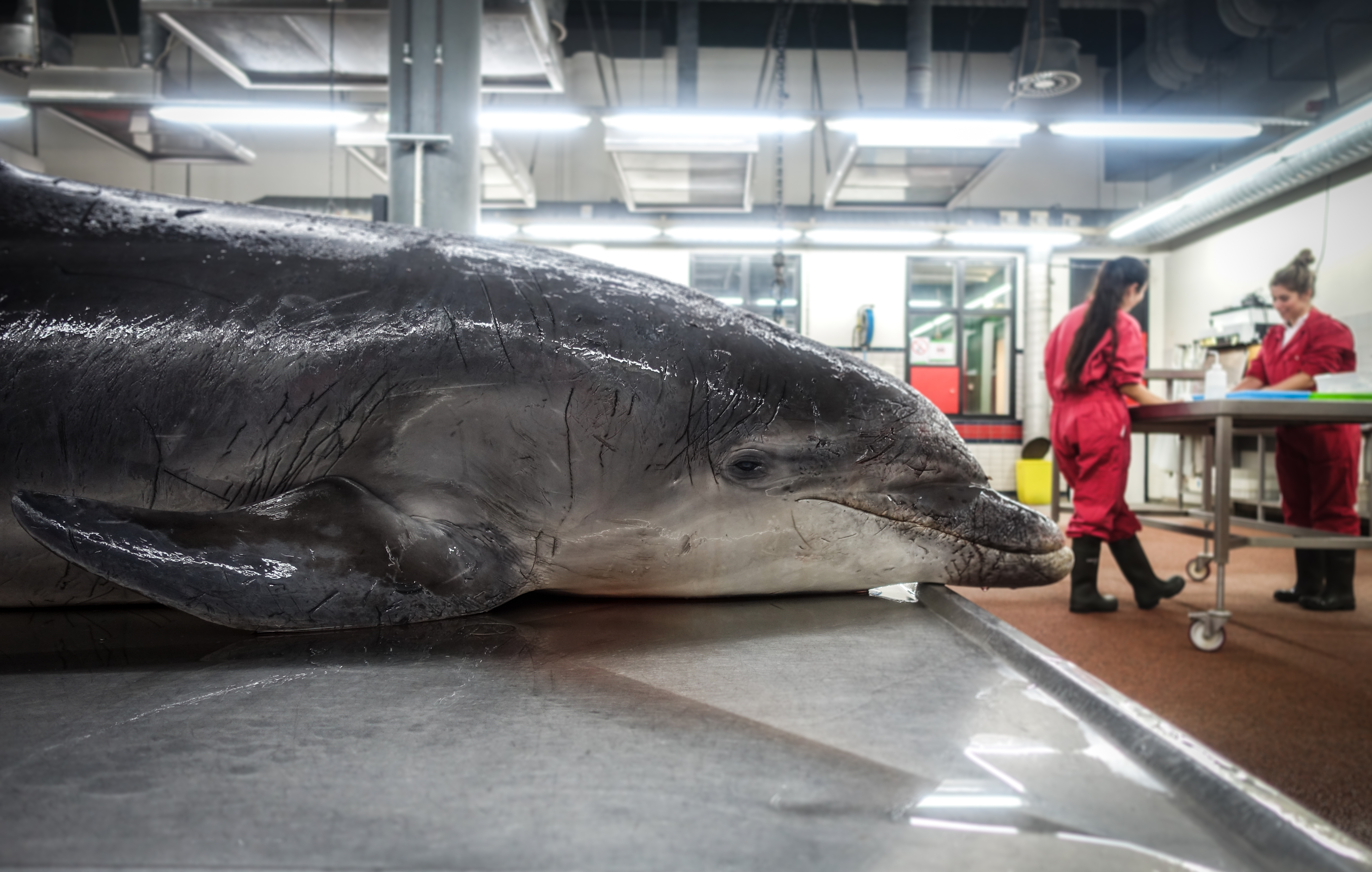 Tuimelaar dolfijn waarschijnlijk gebeten door grijze zeehond