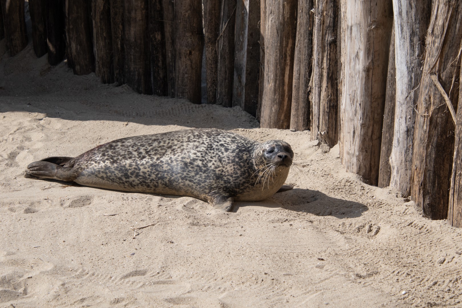 zeehond aankomst