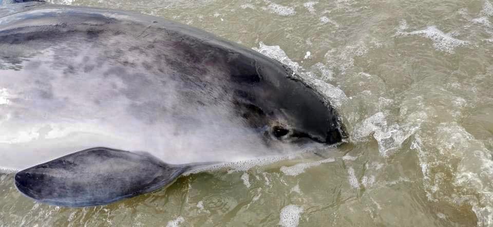 Gestrande bruinvis bij Nieuwpoort