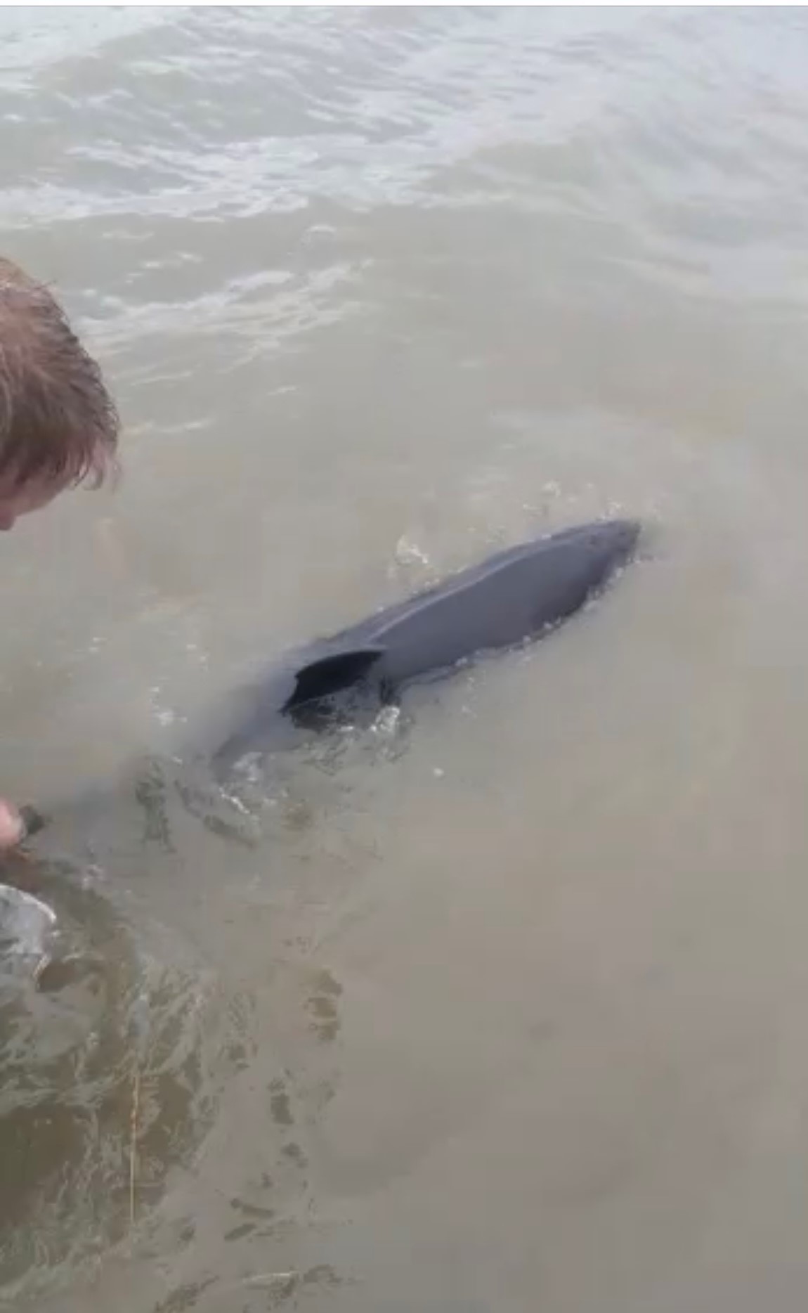 Bruinvis op Schiermonnikoog