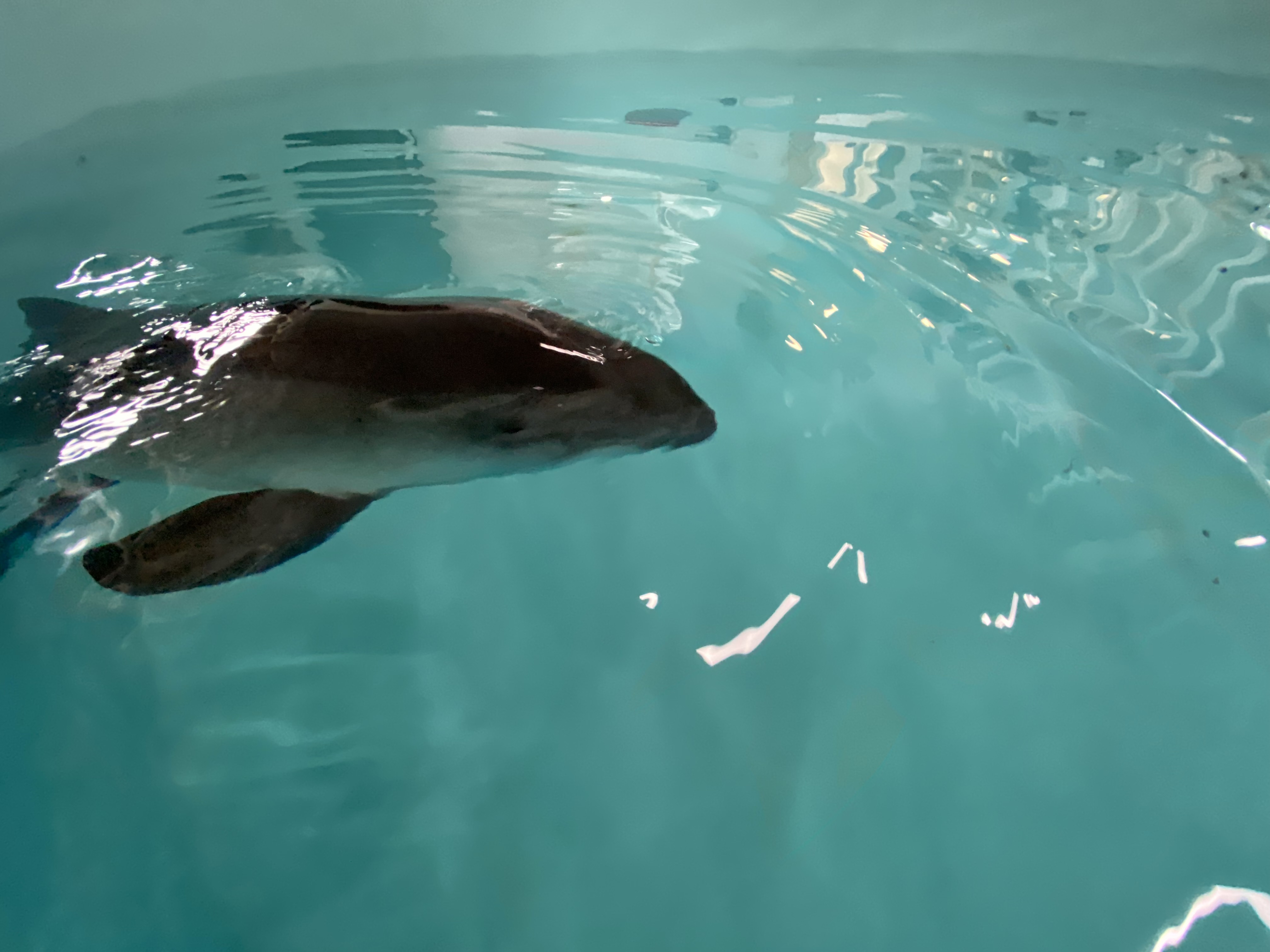 Bruinvis in nood bij Lauwersoog