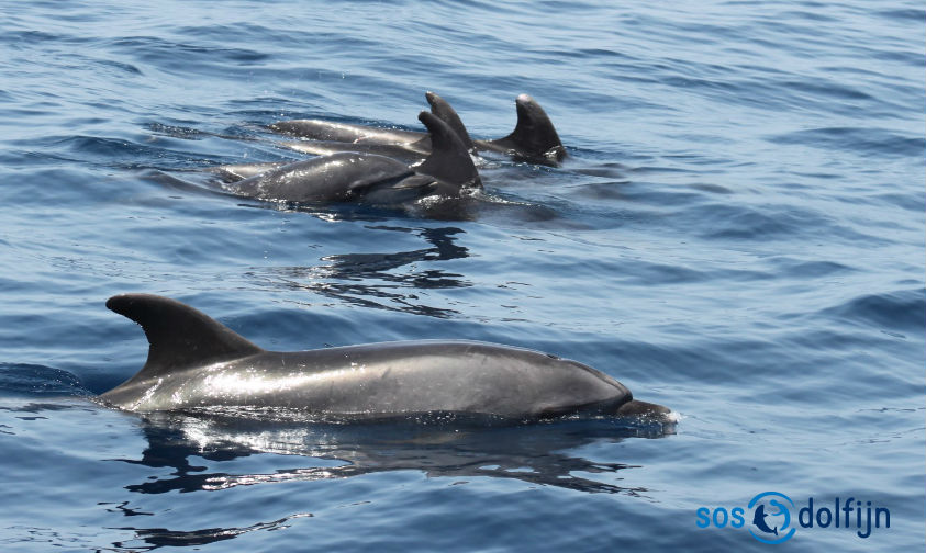 Antibioticaresistentie in opmars bij dolfijnen