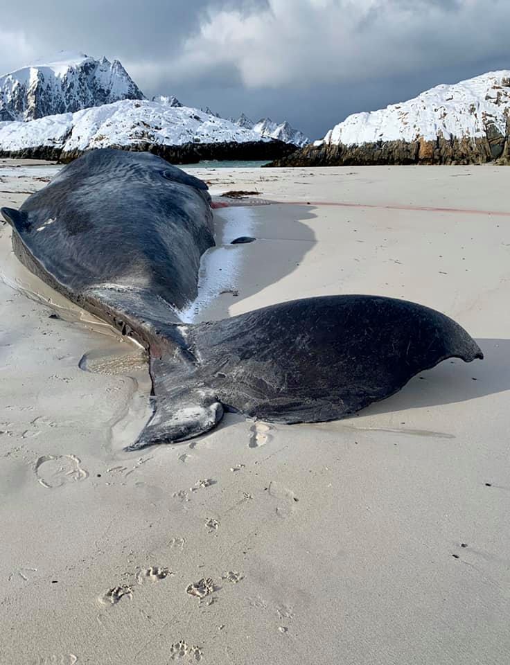 Zes aangespoelde walvissen Noorwegen