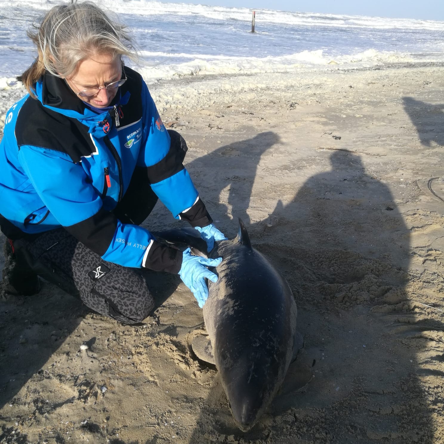 SOS Dolfijn vangt een op Texel gestrande bruinvis op