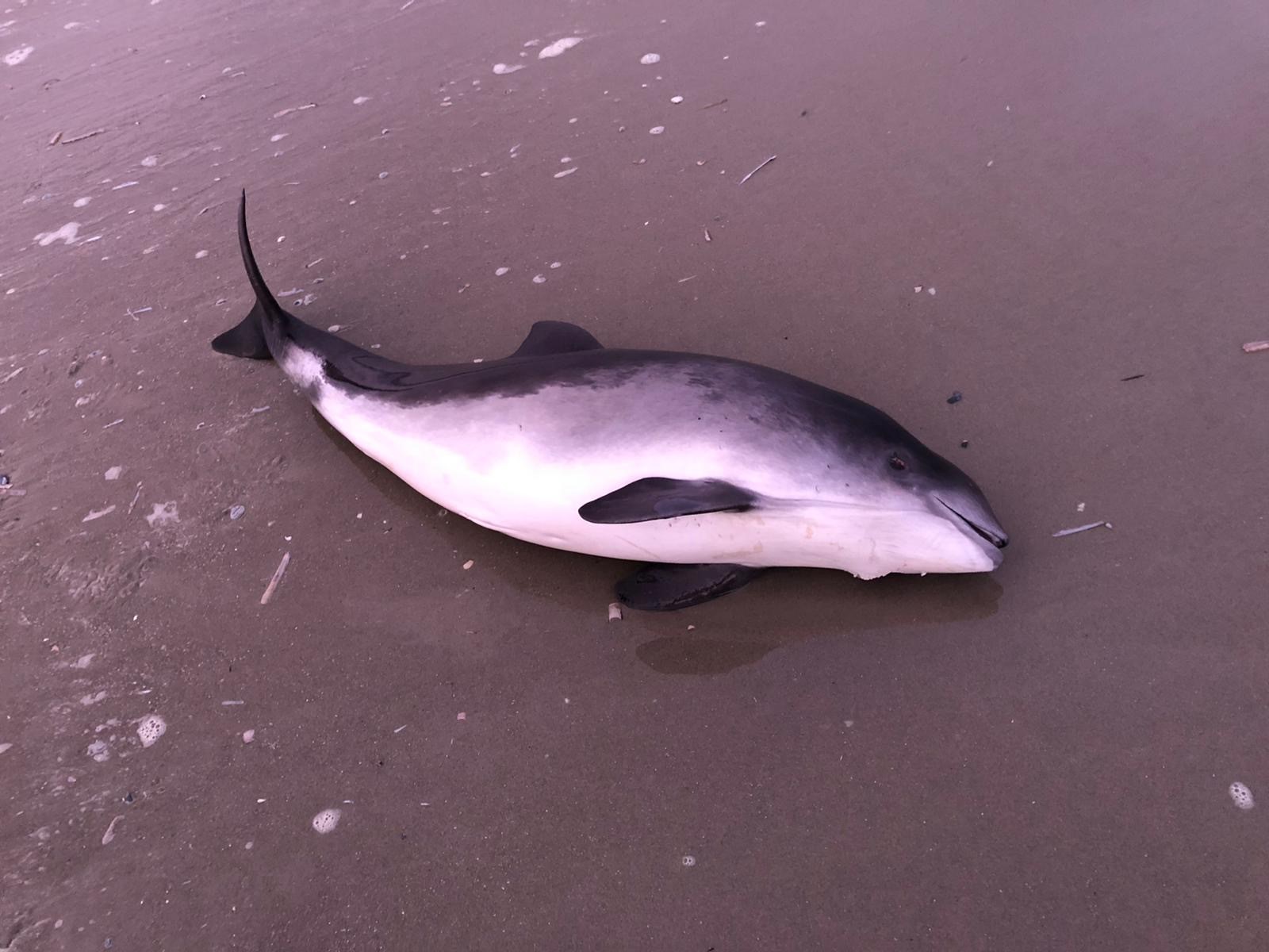 Bruinvis Terschelling was ziek