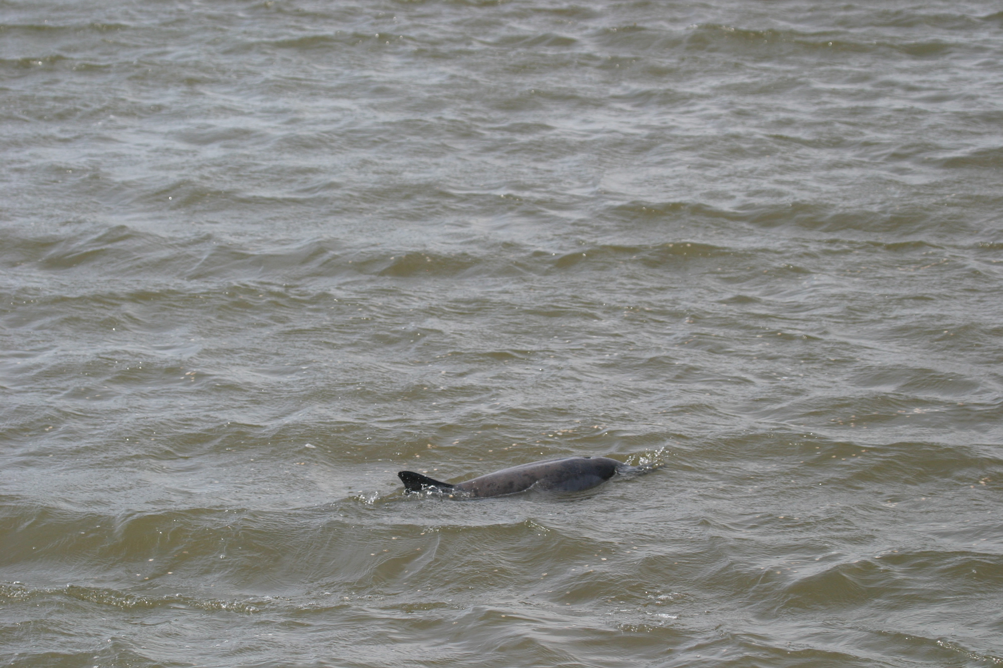 Opnieuw dolfijn in havens van Harlingen