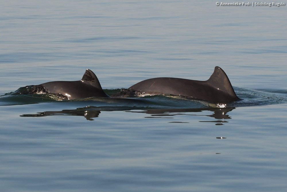 Oosterschelde bruinvis 'L039R033' dood gevonden