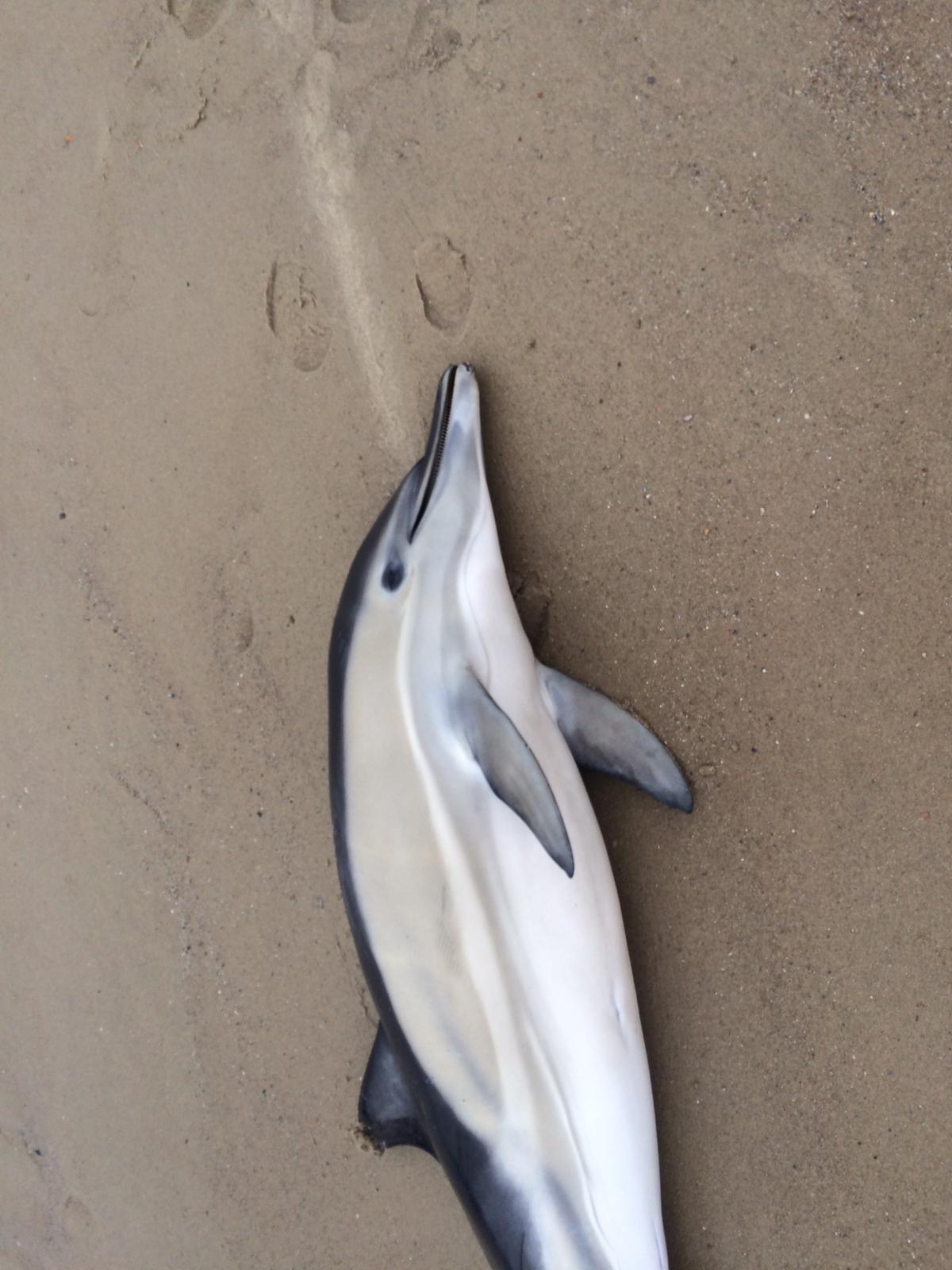 Opnieuw gewone dolfijn aangespoeld