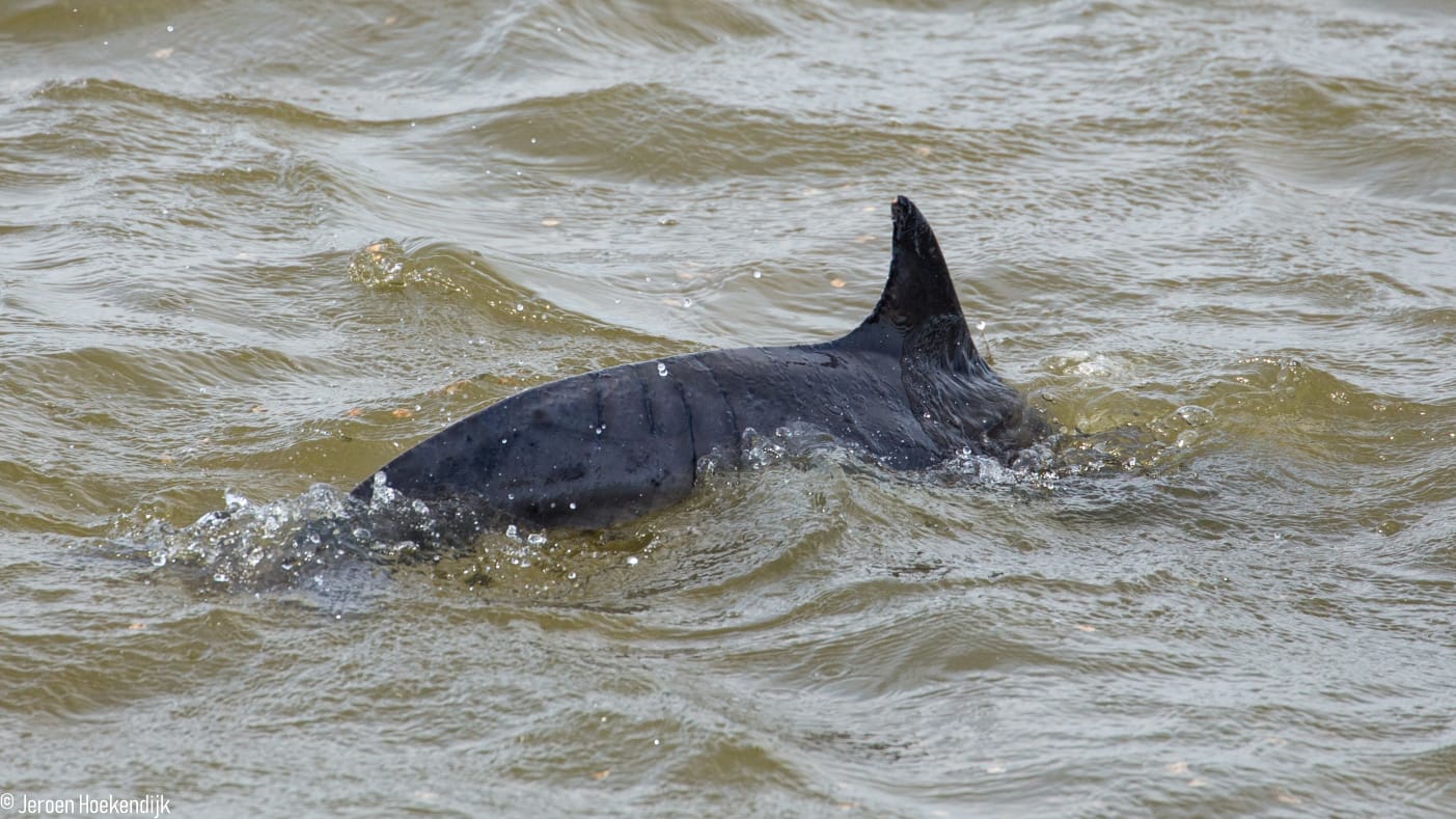 Harlingse dolfijn gezien bij Denemarken