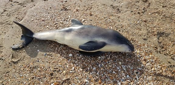 Gestrande bruinvis kalf Brouwersdam