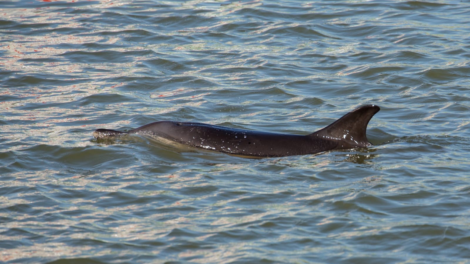 Zorgen om gewone dolfijn Harlingen