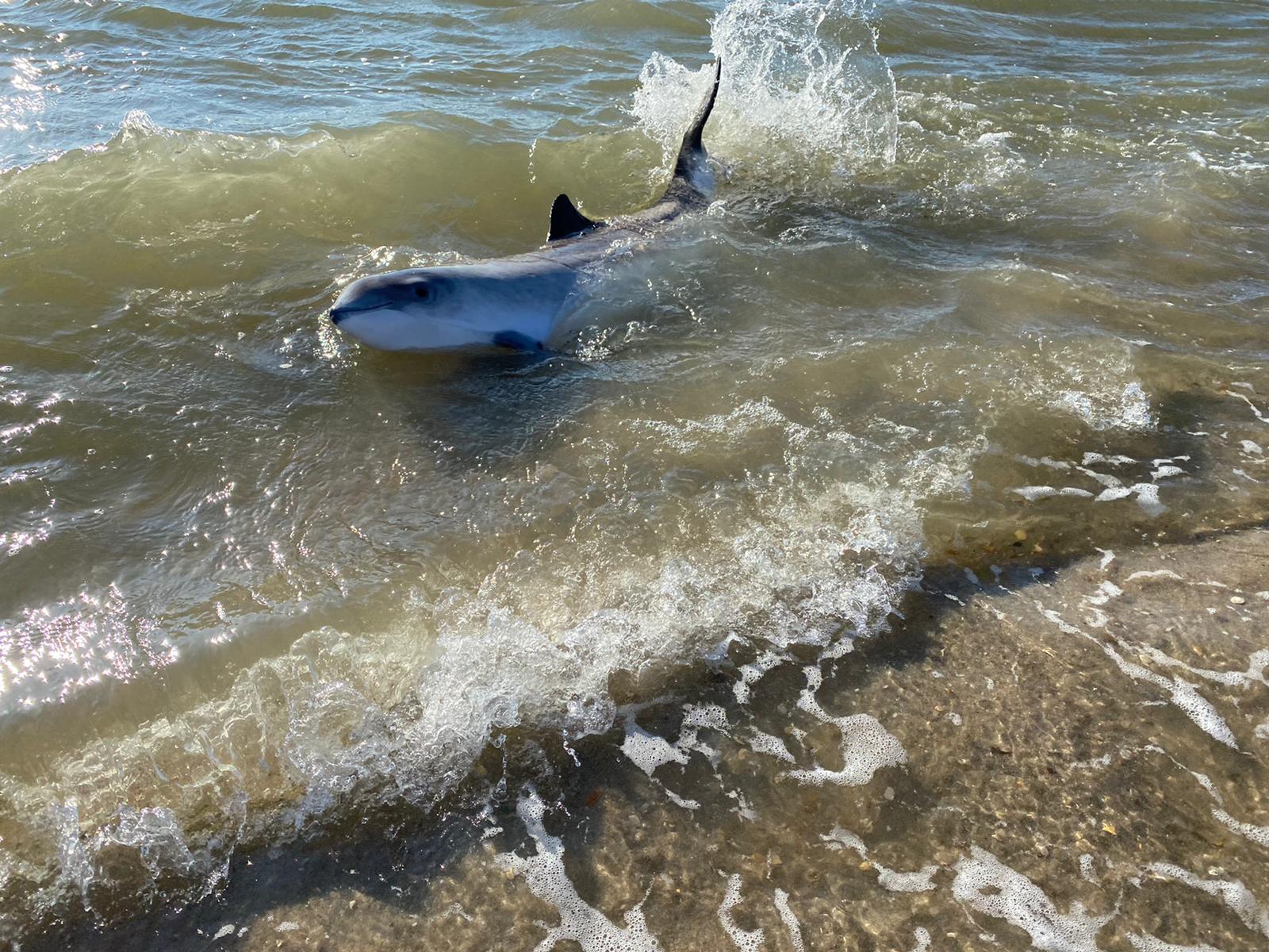 Bruinvis gestrand bij Petten