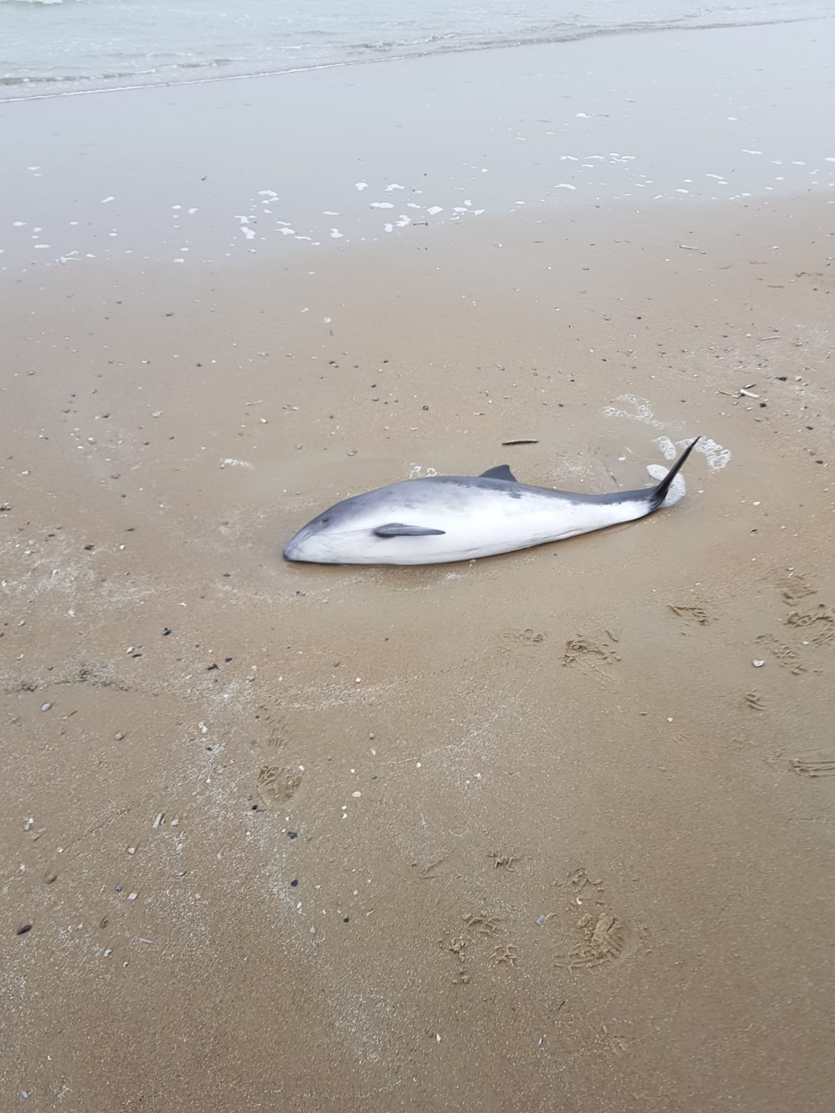 Levende bruinvis op Texel aangespoeld