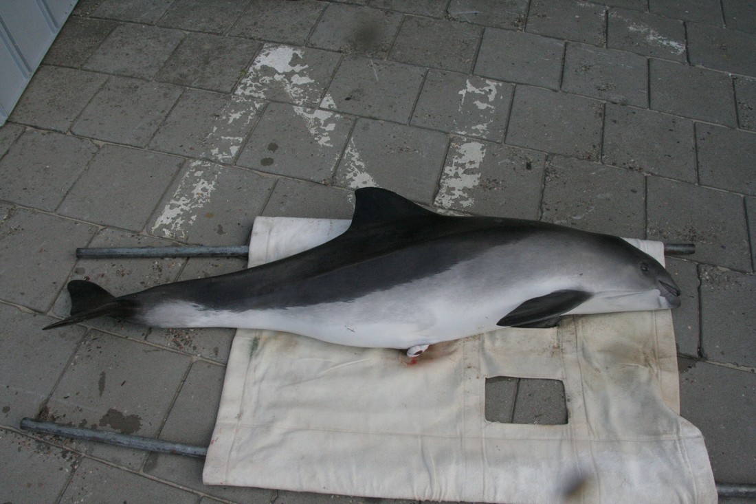 Gestrande bruinvis Scheveningen