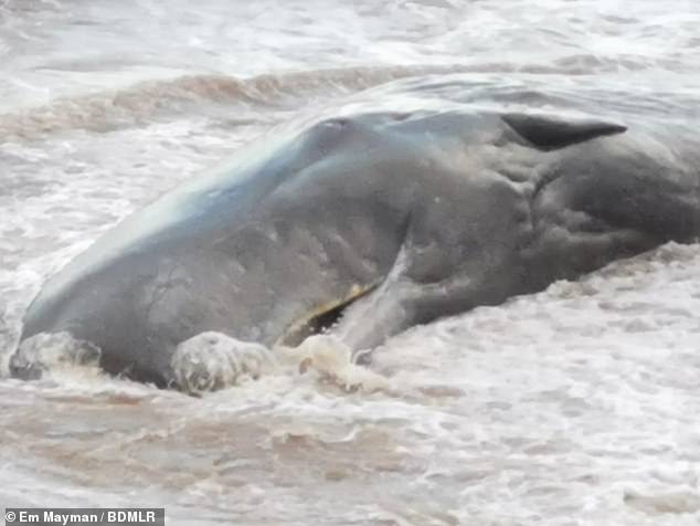spermwhales