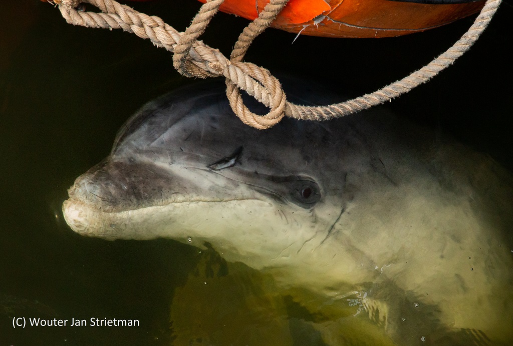 Dode dolfijn op het strand Wijk aan Zee