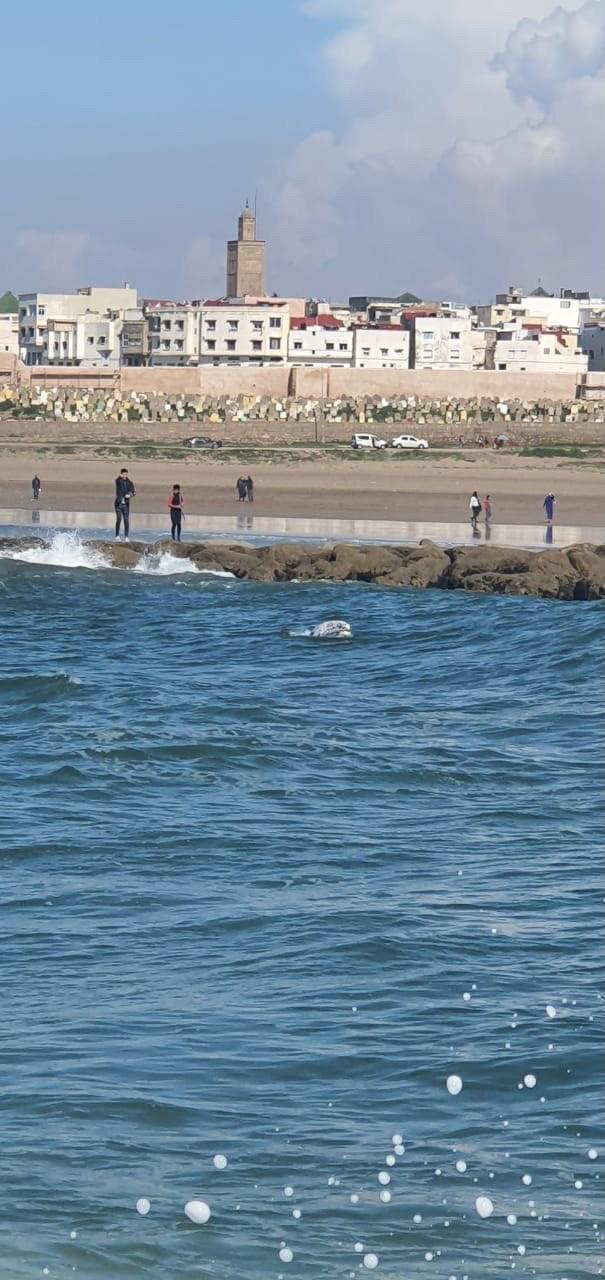 Grijze walvis gemeld bij Marokko