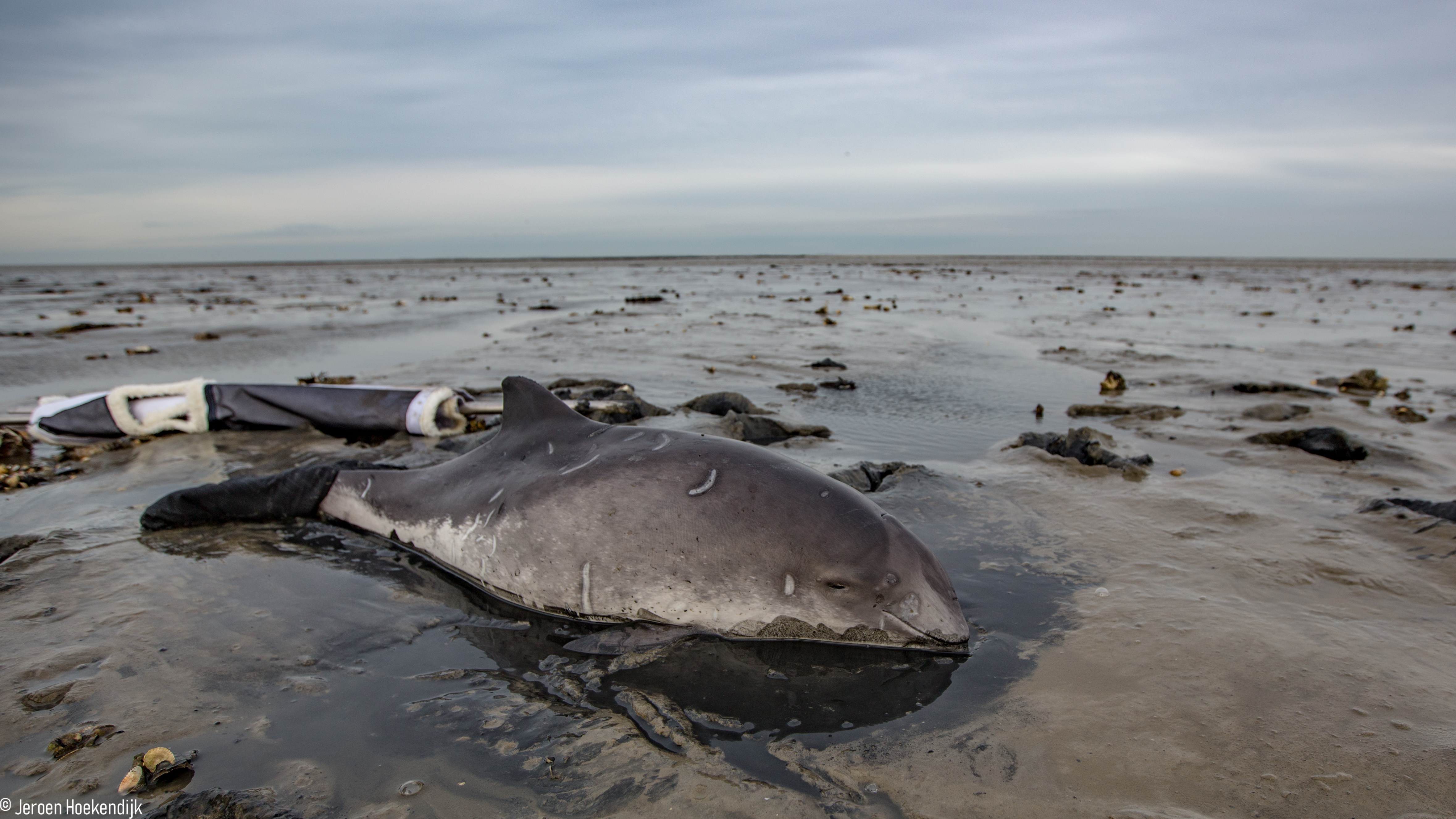 Gestrande bruinvis op Texel