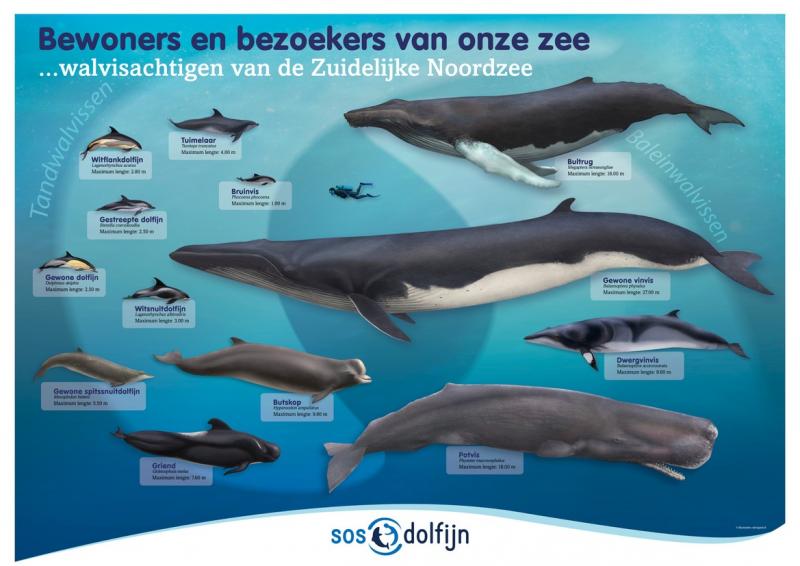 Poster walvisachtigen