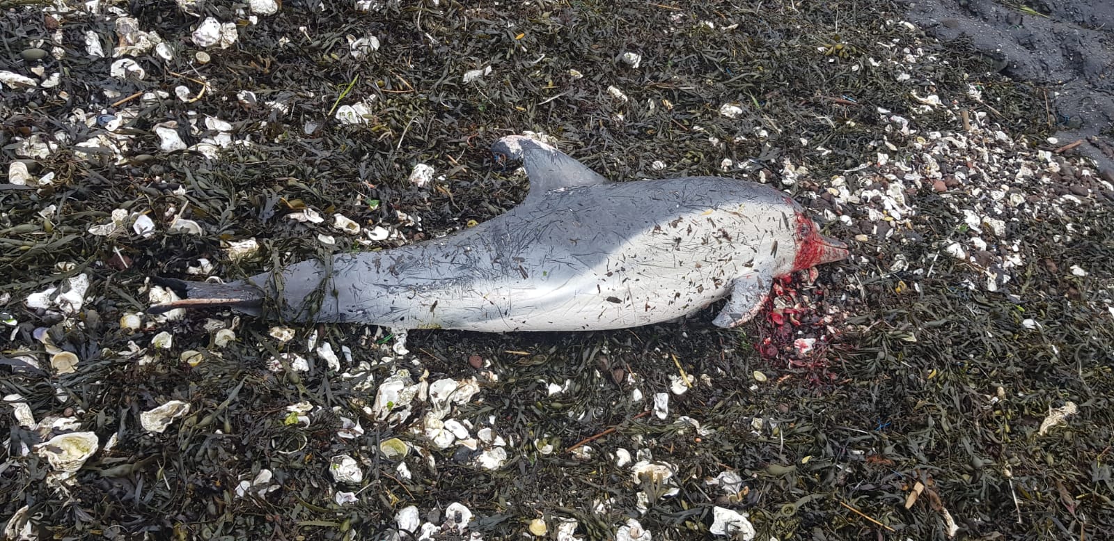 Dode dolfijn aangetroffen bij Zierikzee