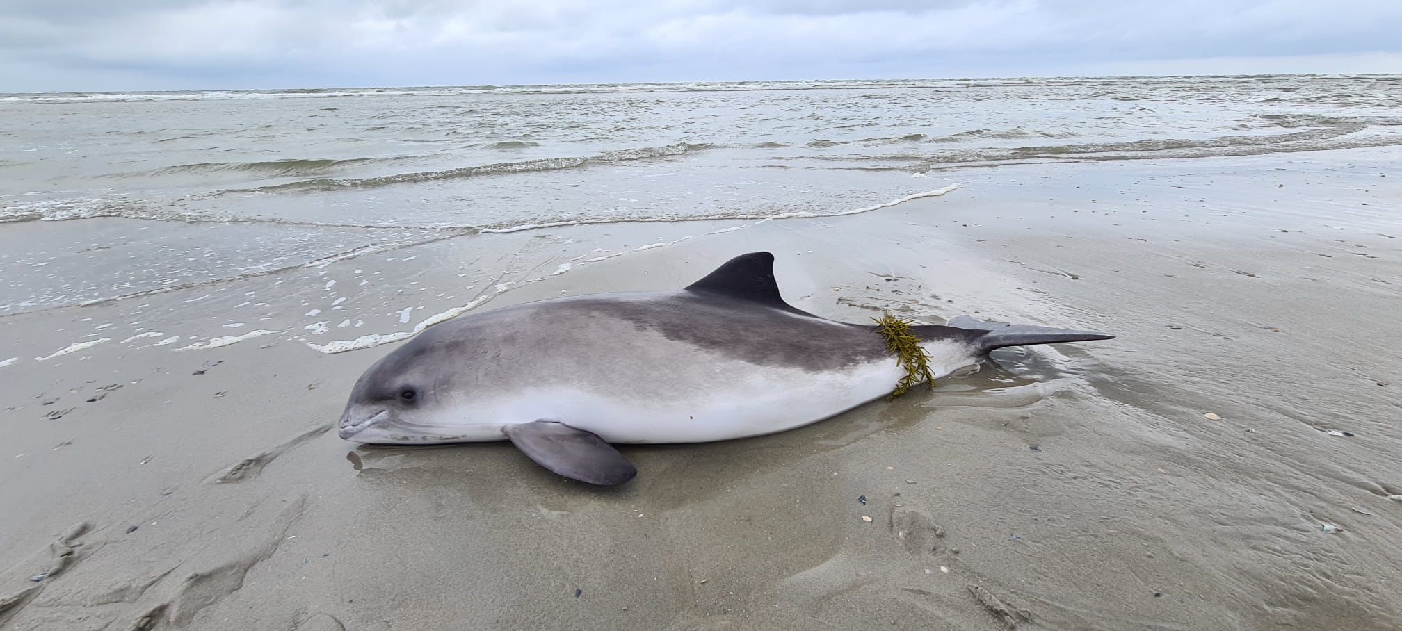 Gestrande bruinvis Ameland