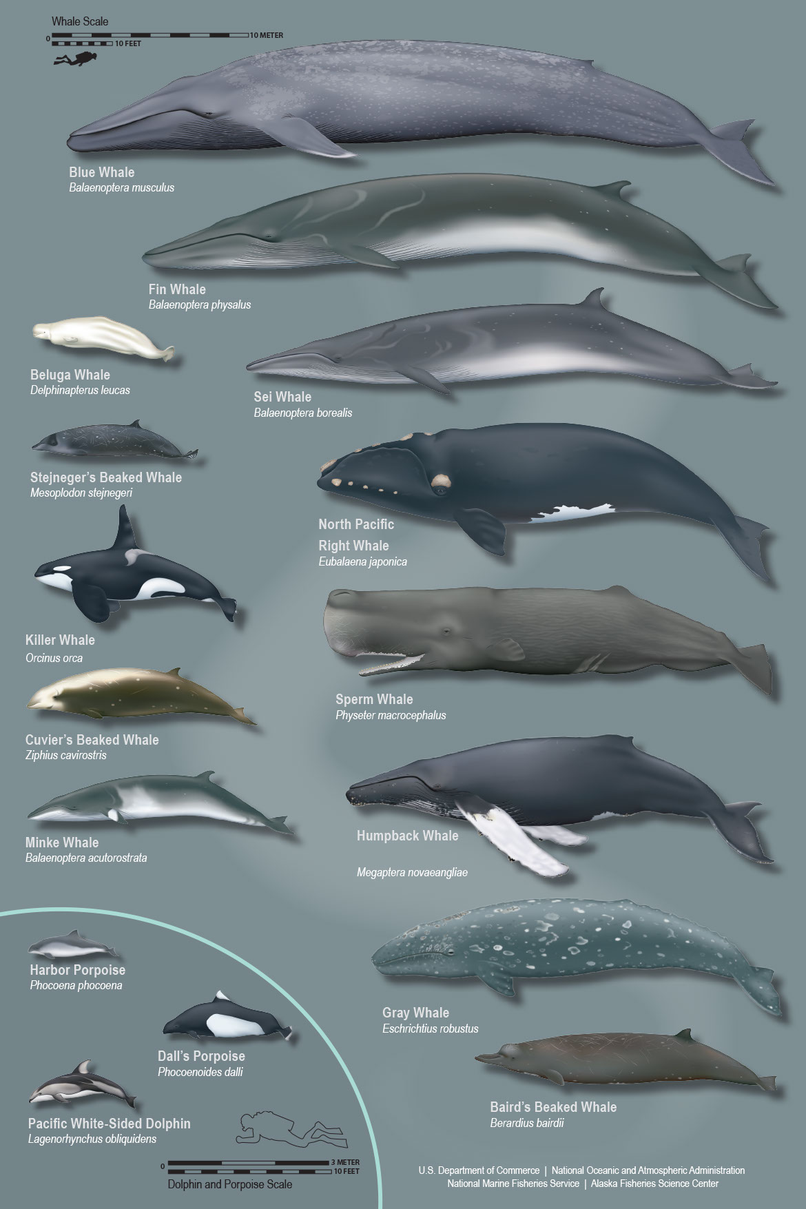 cetacean infographic