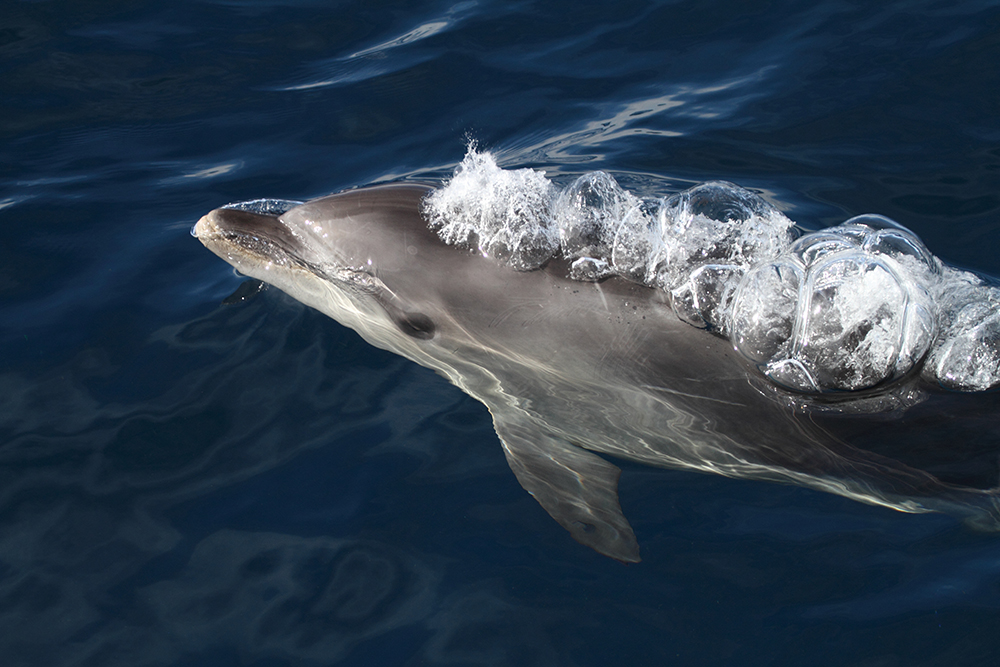 dolphin bubbles