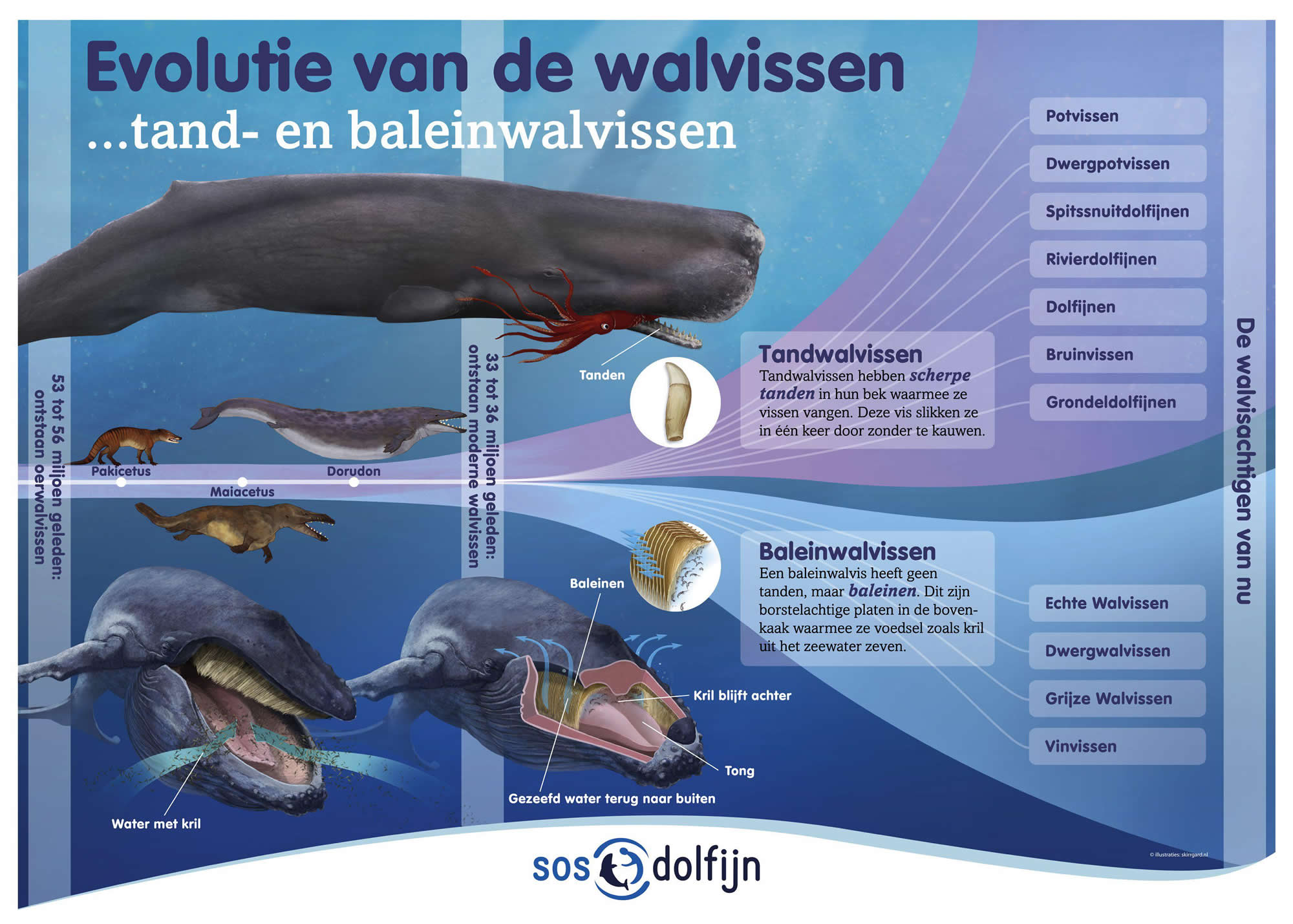 plaat evolutie walvis